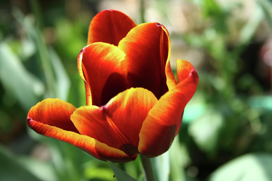 Spring Photograph - Tulip by Rui Caldeira