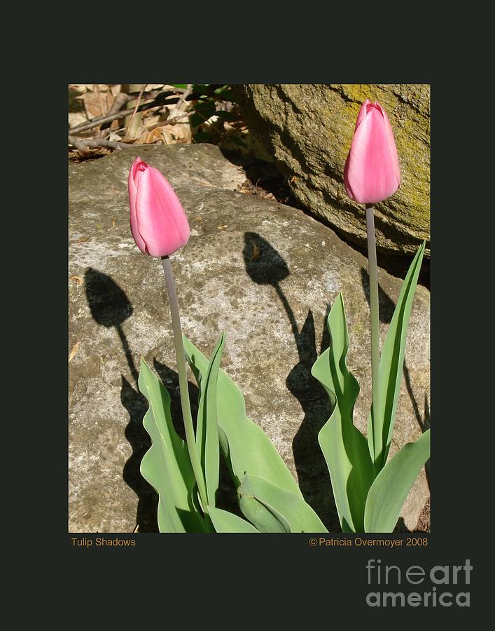 Tulip Shadows Photograph by Patricia Overmoyer