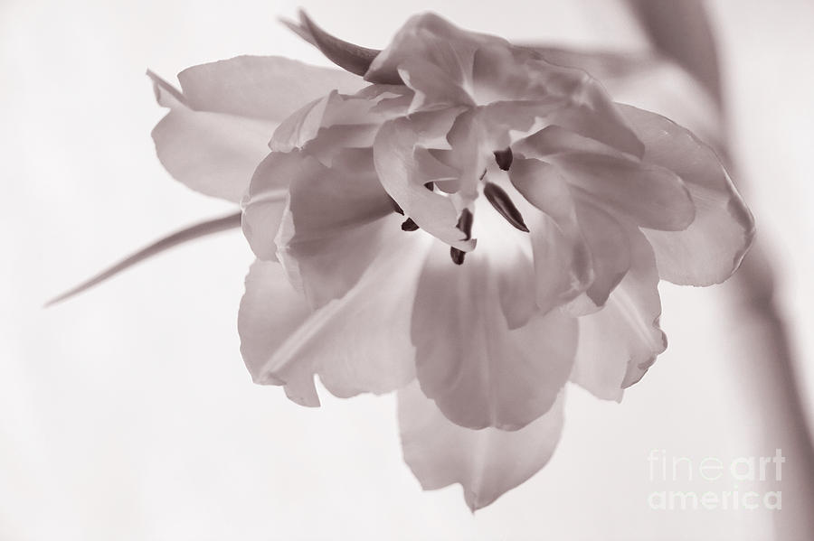 Tulip  Soft And Grainy Monochrome Photograph by Ann Garrett