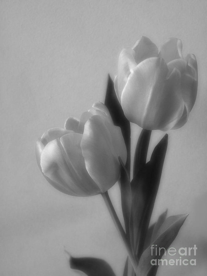 Tulip Soft Focus Photograph Photograph by Kristen Fox