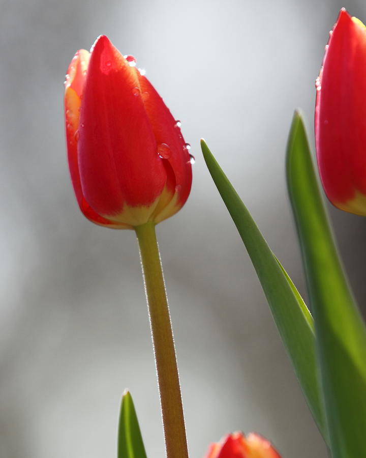Tulip Sparkle Photograph by Coby Cooper