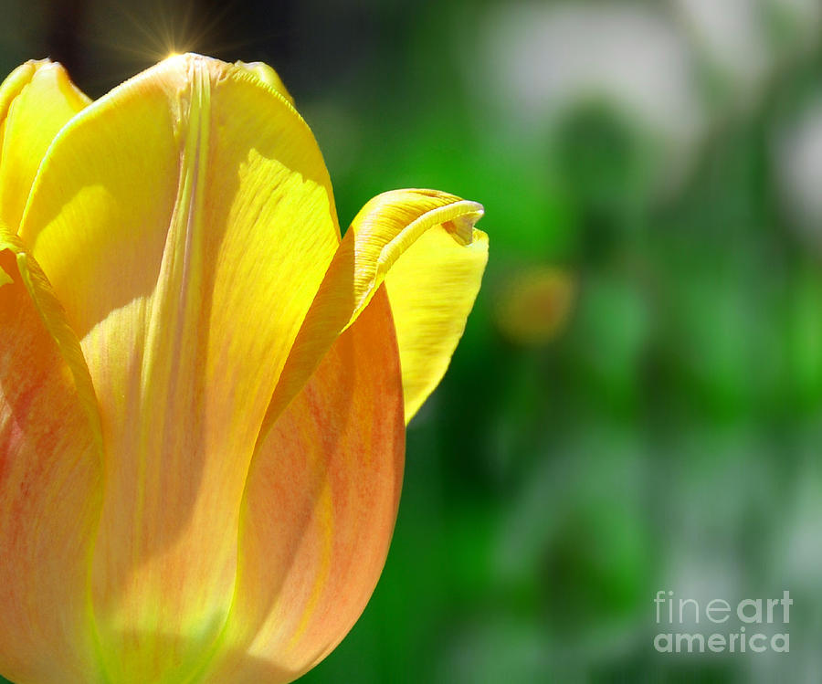 Tulip Sparkle Photograph by Elaine Manley
