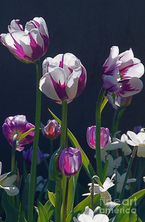 Tulip Springtime Memories Photograph by Byron Varvarigos