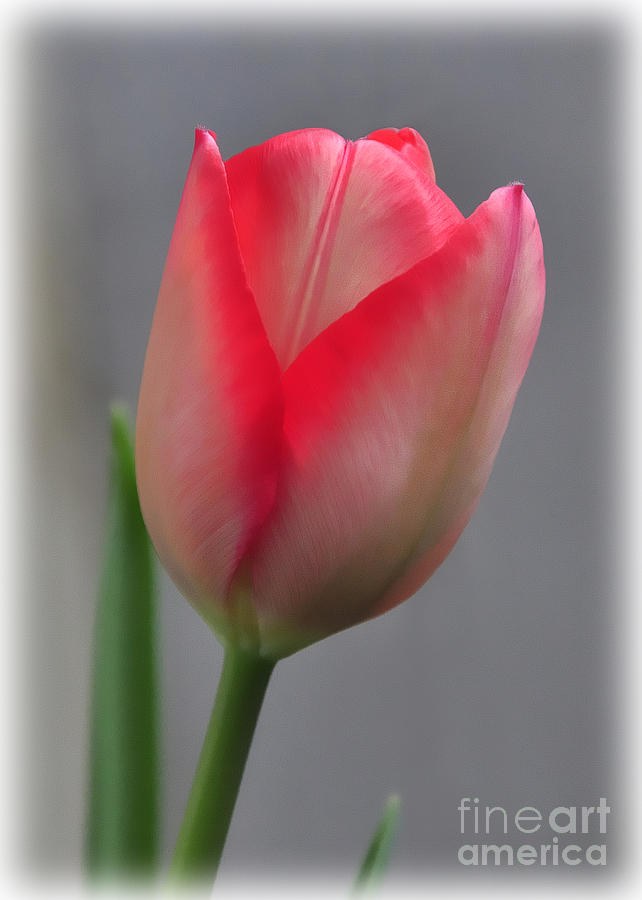 Tulip Photograph by Susan Cliett
