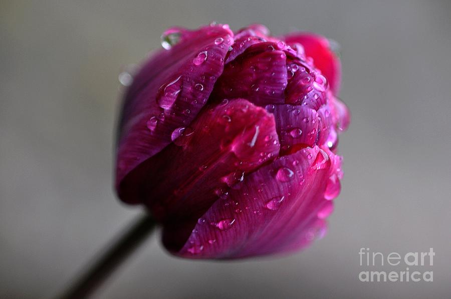 Tulip Photograph by Sylvie Leandre