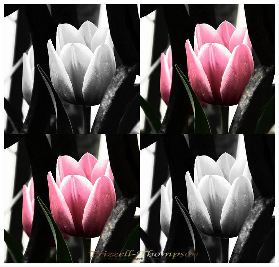 Tulip Tiles Photograph by Michelle Frizzell-Thompson