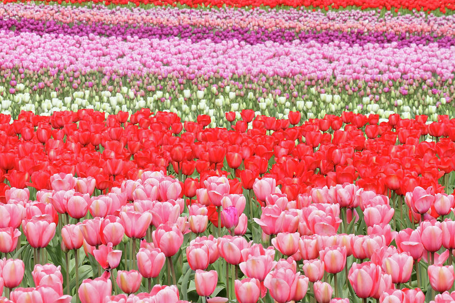 tulip town at the skagit valley tulip festival in washington pierre leclerc