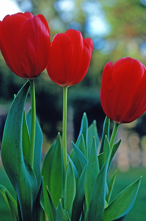 Flower Photograph - Tulip Trio by Kathy Yates