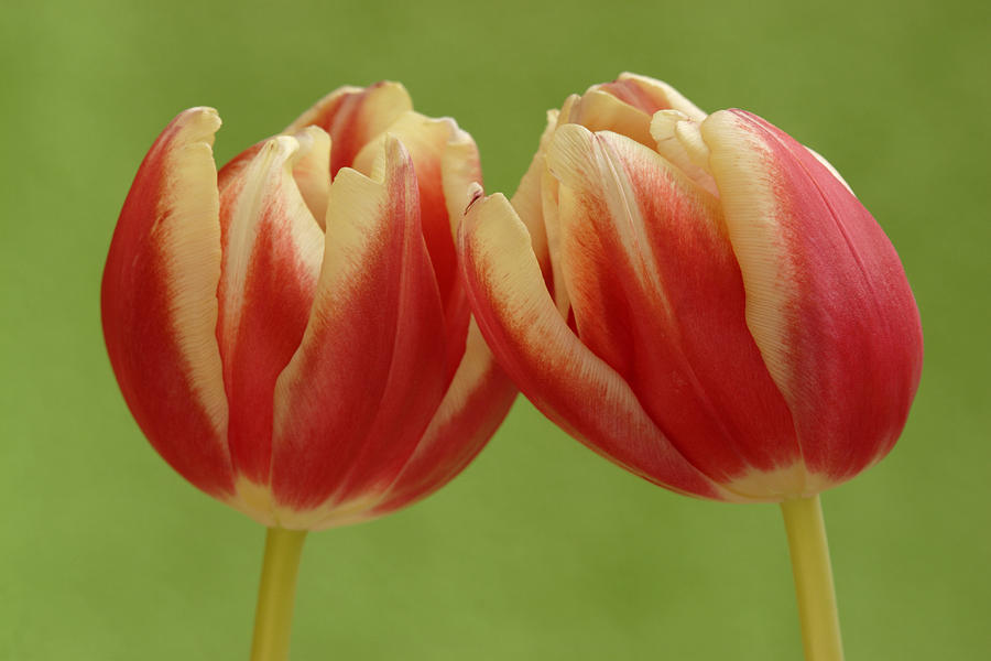 Tulip Tulipa Sp Pair, Hoogeloon Photograph by Silvia Reiche