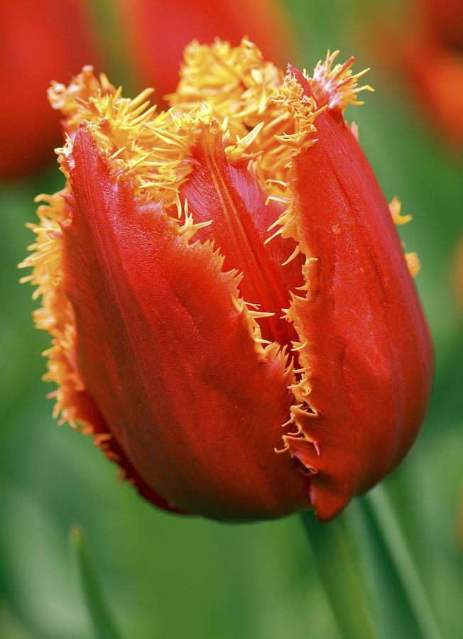 Tulip (tulipa willem Van Orange) Photograph by Adrian Thomas