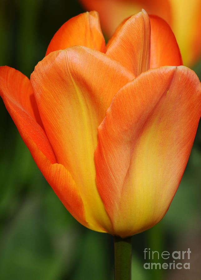 Tulip Photograph by Vivian Christopher