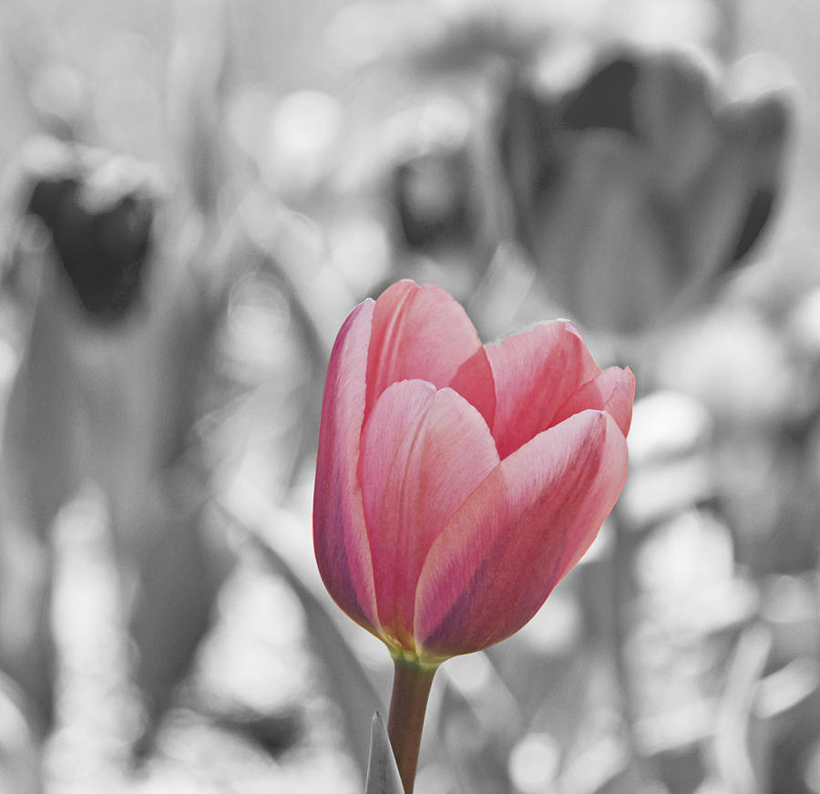 Tulip Photograph - Tulip by Wayne Stabnaw