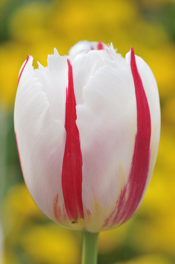 Tulip white and red Photograph by Matthias Hauser
