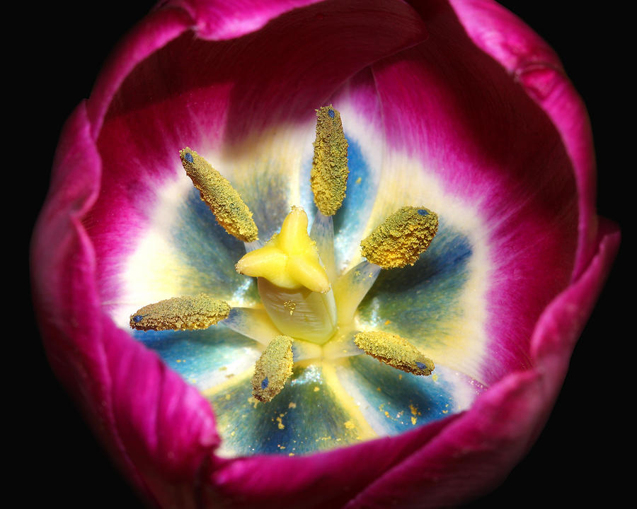 Tulip With Blue Center Closeup Photograph by Tracie Schiebel