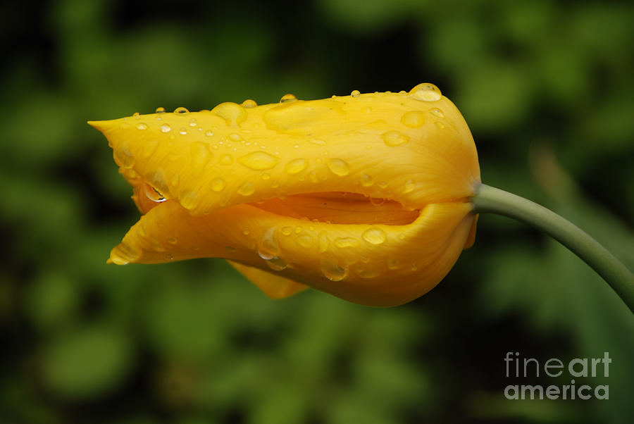 Tulip With Raindrops 2 Photograph by Grace Grogan