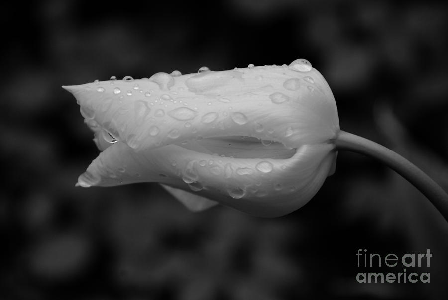 Tulip With Raindrops Photograph by Grace Grogan
