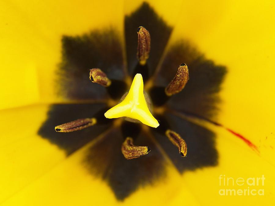 Yellow Tulip Photograph - Tulip Yellow by Judy Via-Wolff