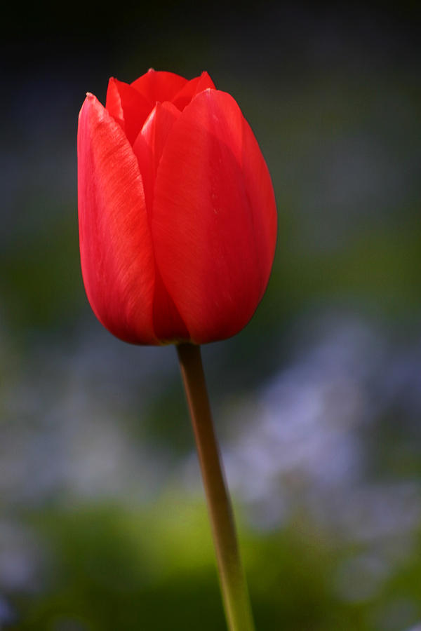 Tulip Zurich Switzerland Photograph by Benjamin Dahl