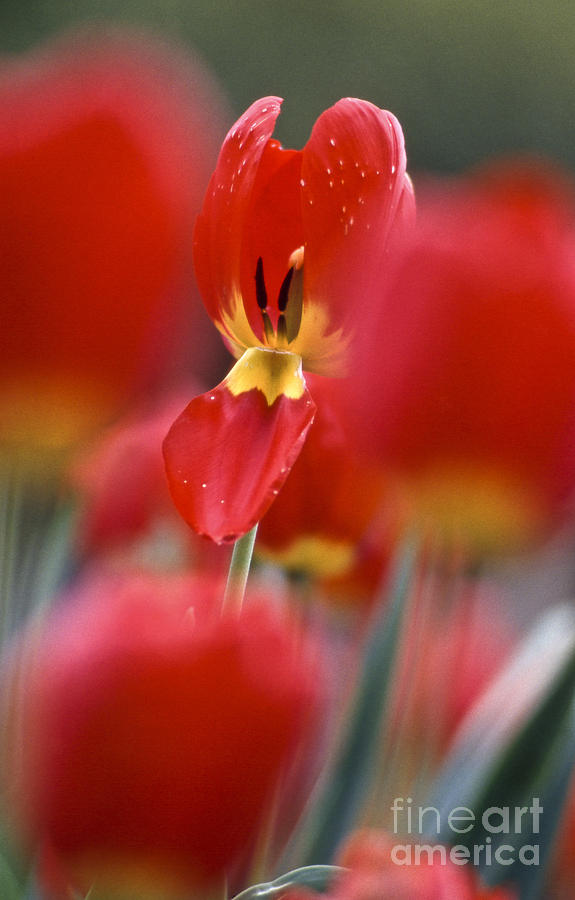 Tulipa Blossom Photograph by Heiko Koehrer-Wagner
