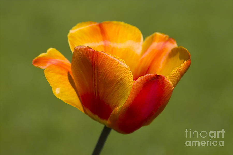 Tulipa Photograph by Heiko Koehrer-Wagner