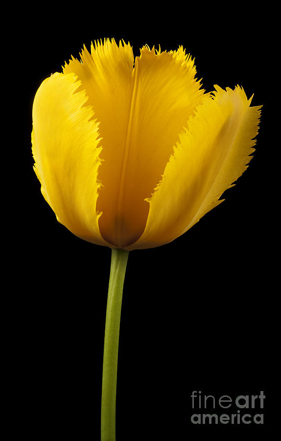 Tulipa Jaune Photograph by Martin Williams