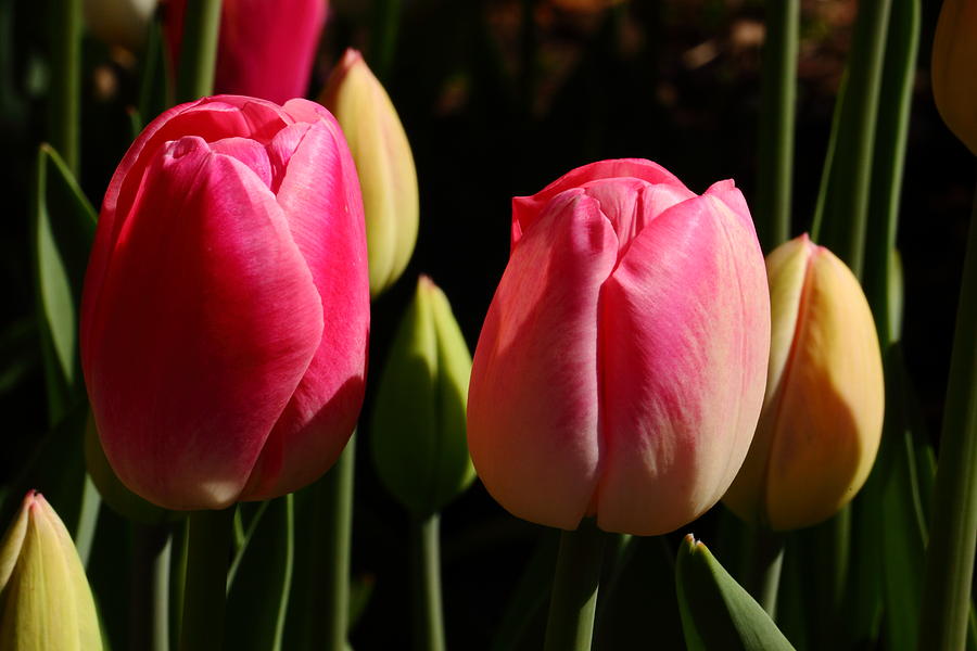 Tulips 014 Photograph