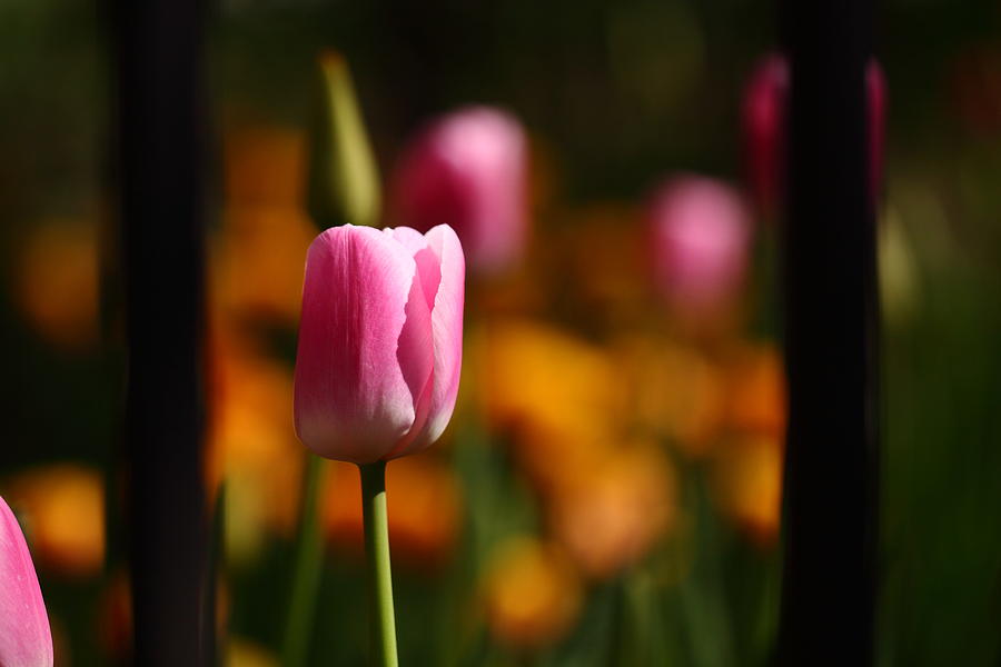 Tulips 048 Photograph