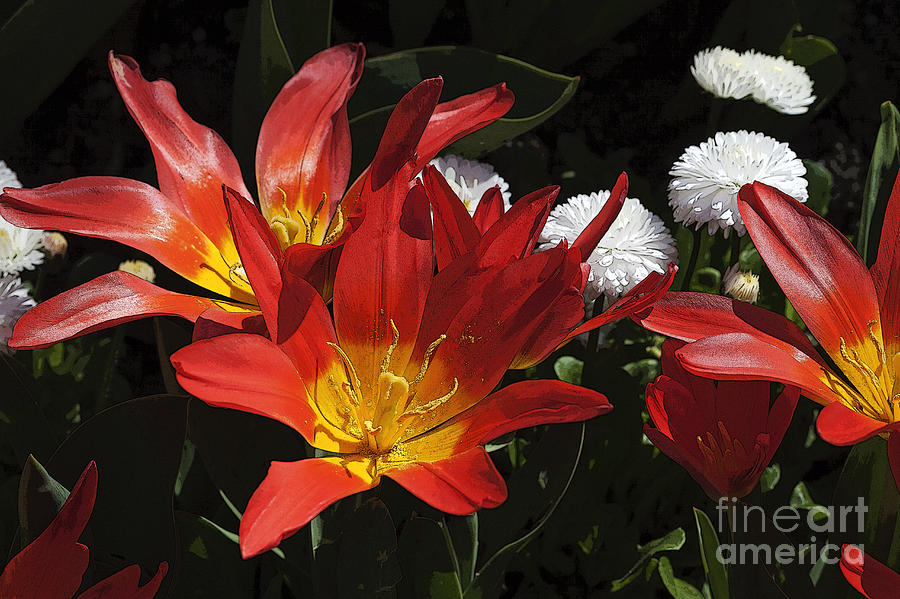 Tulip Photograph - Tulips and Daisies by Louise Heusinkveld