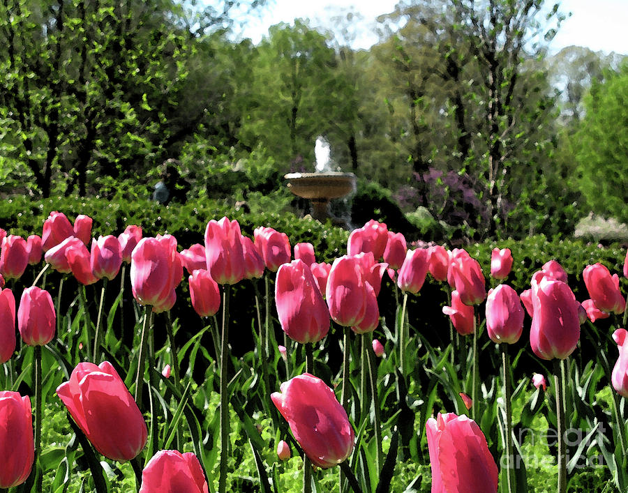 Tulips and Fountain Photograph by Jack Schultz