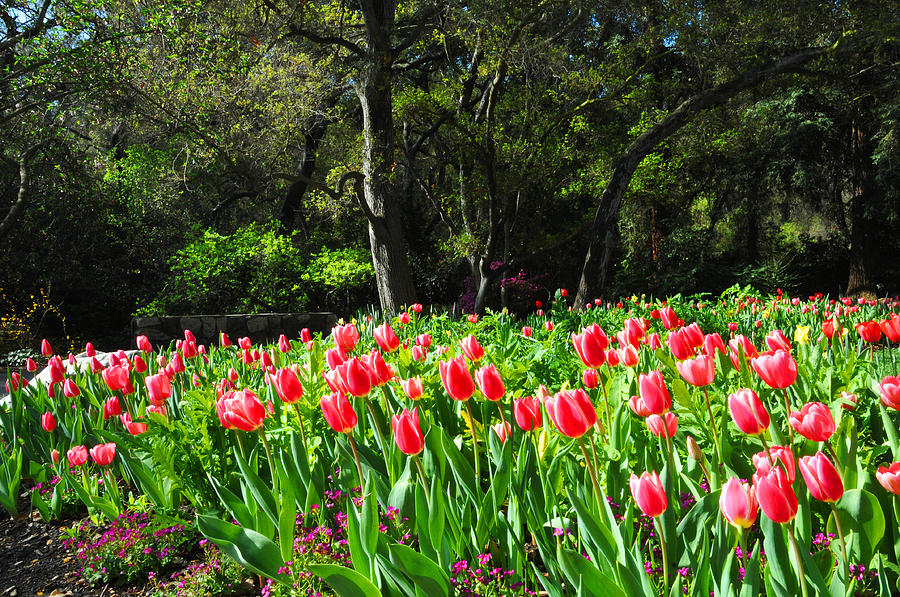 Tulips and Woods Photograph by Lynn Bauer