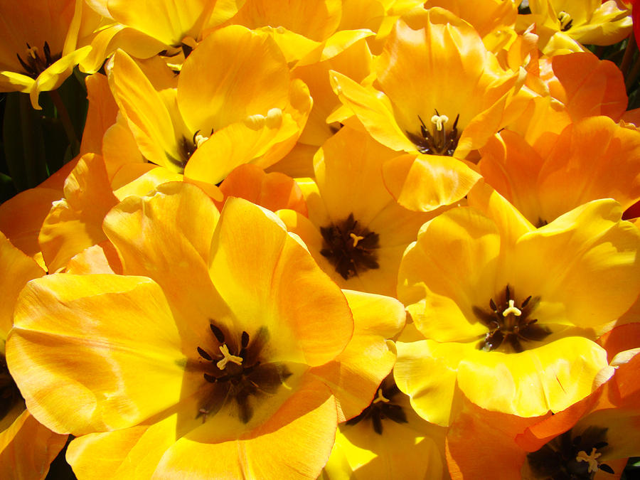 Tulips Art Prints Yellow Tulip Flowers Floral Photograph