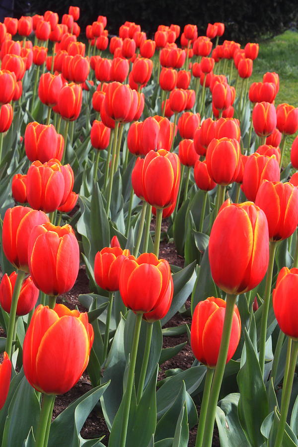 Boston Photograph - Tulips at Boston Public Garden by John Burk
