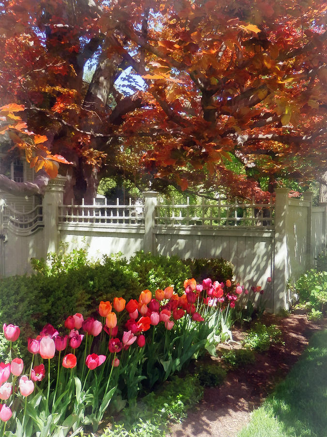 Tulips by Dappled Fence Photograph by Susan Savad Tulips by Dappled Fence Photograph by Susan Savad