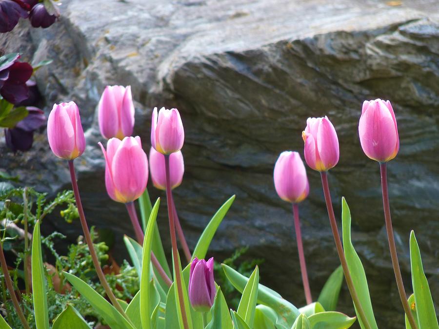 Tulips by the Stone Photograph by Jeanette Oberholtzer