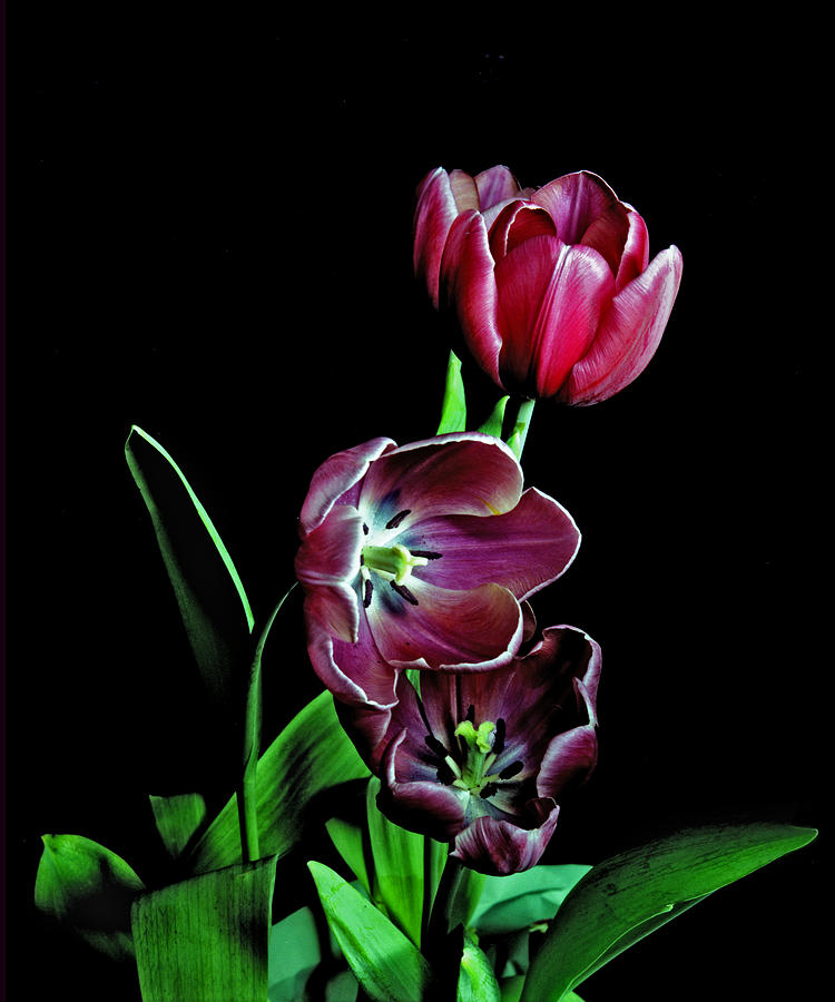 Tulips. Photograph by Chris  Kusik