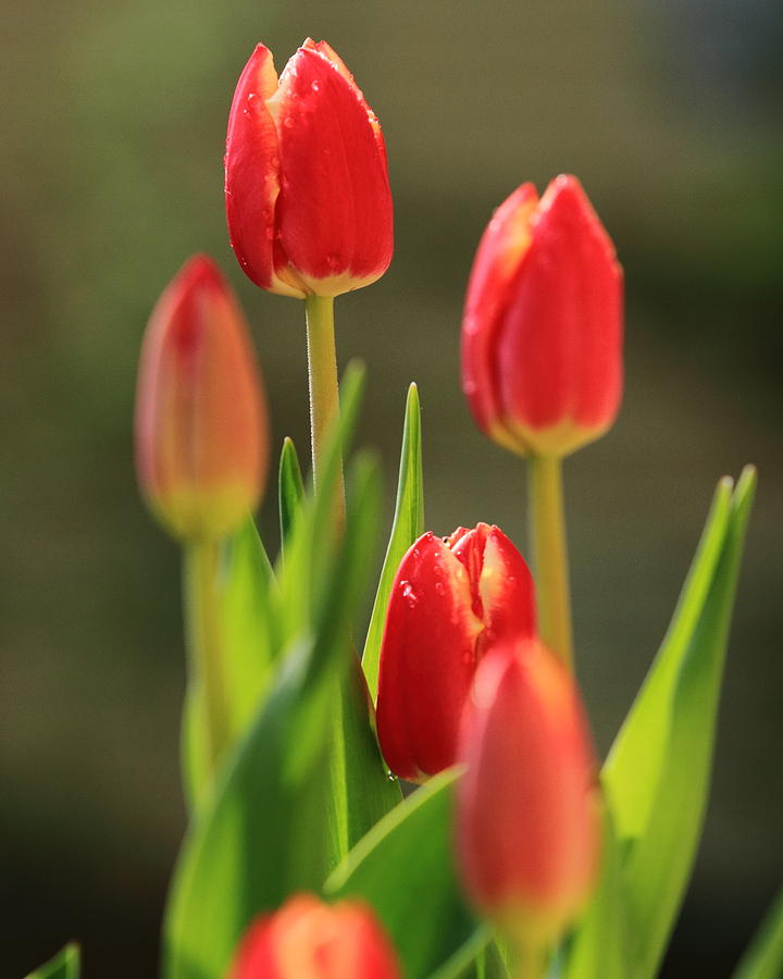 Tulips Photograph by Coby Cooper