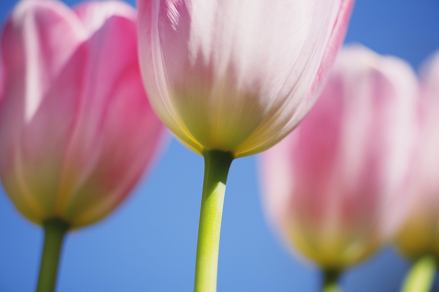 Flower Photograph - Tulips by Craig Tuttle