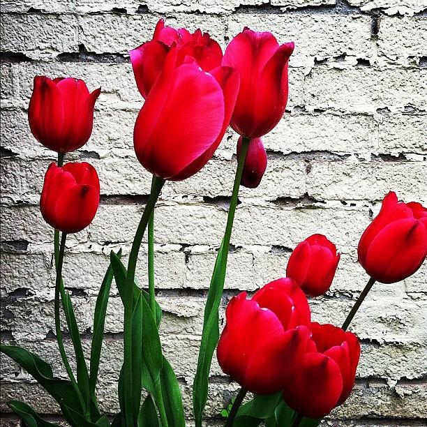 Nature Photograph - #tulips #flower #nature #springtime by Jenna Luehrsen