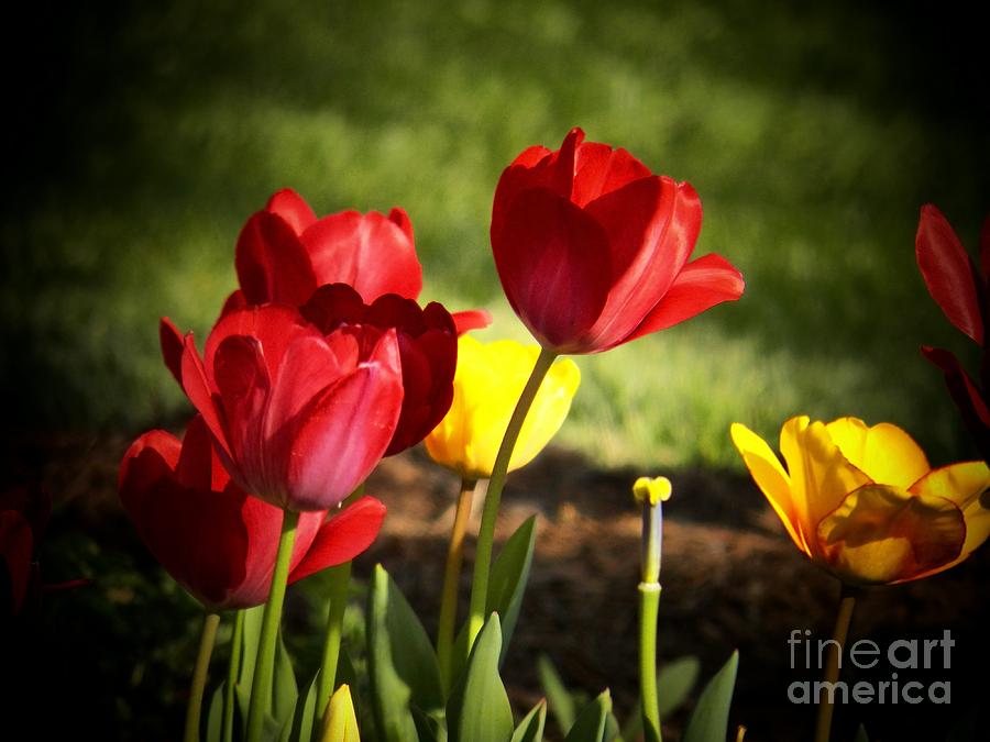 Tulips For You Photograph by Joyce Kimble Smith