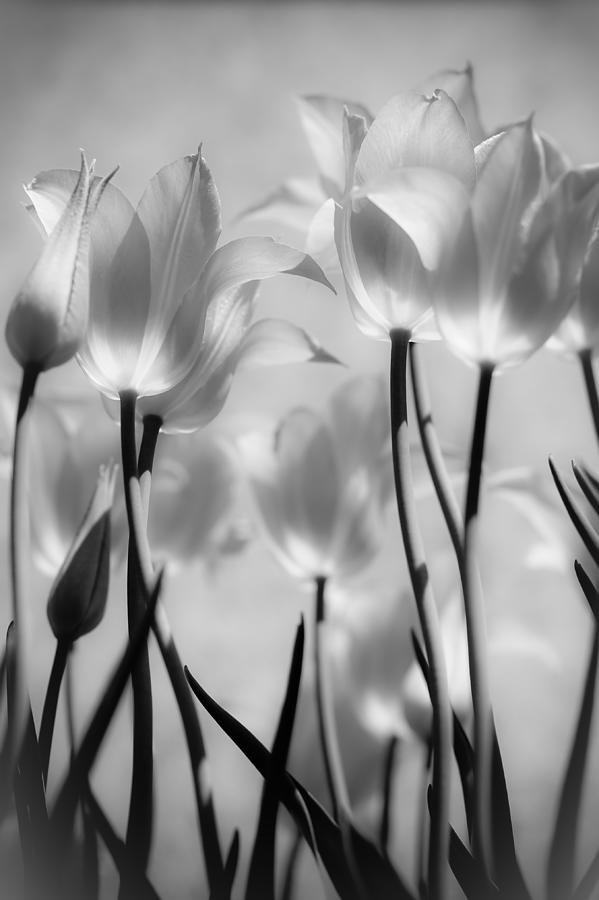 Tulips Glow Photograph