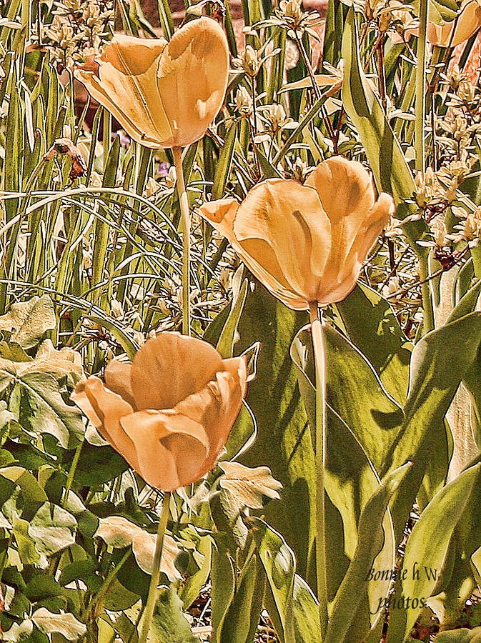 Tulips Grundge in Gold Photograph by Bonnie Willis