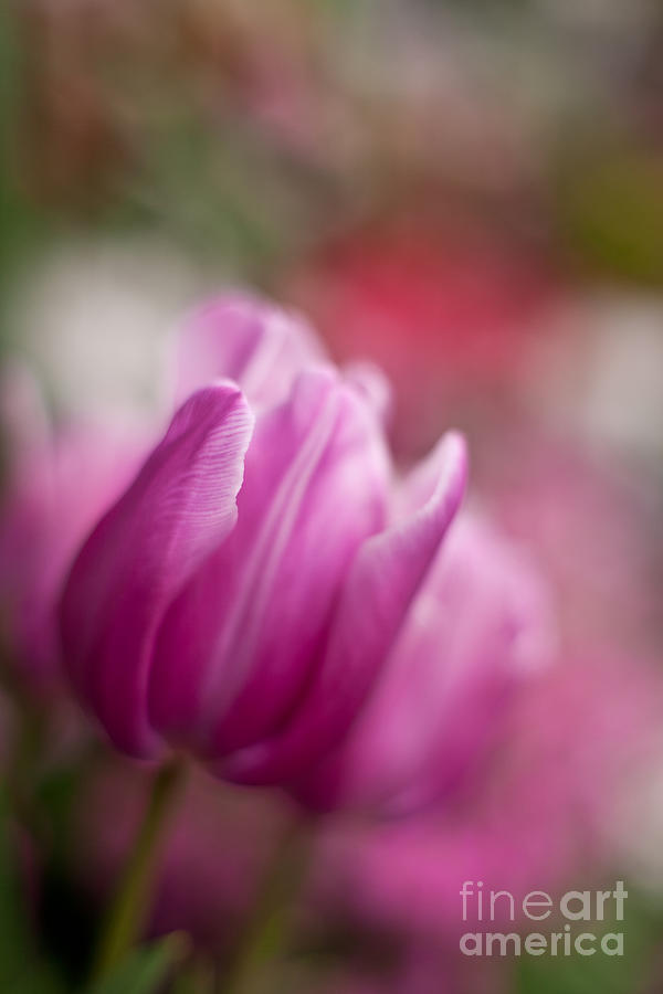 Flower Photograph - Tulips Impression by Mike Reid