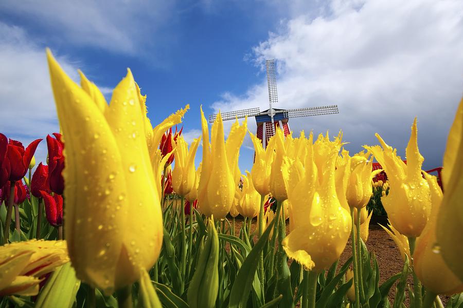 Tulip Photograph - Tulips In A Field And A Windmill At by Craig Tuttle