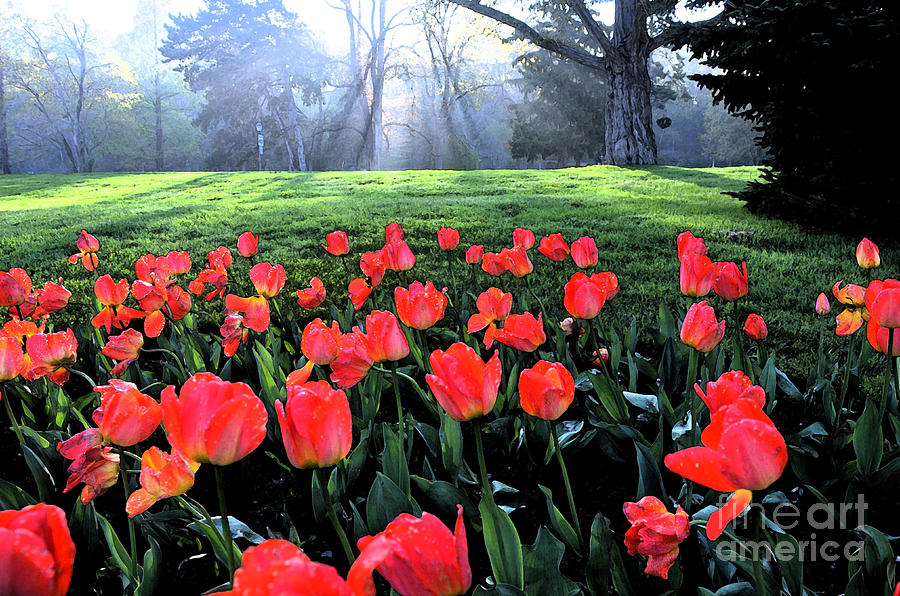 Tulips in a Park Digital Art by Pravine Chester