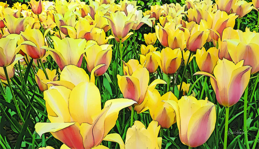 Tulips in New York  Painting by Russ Harris