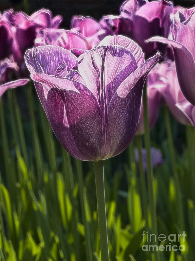 Tulips in sunlight Photograph by Steev Stamford