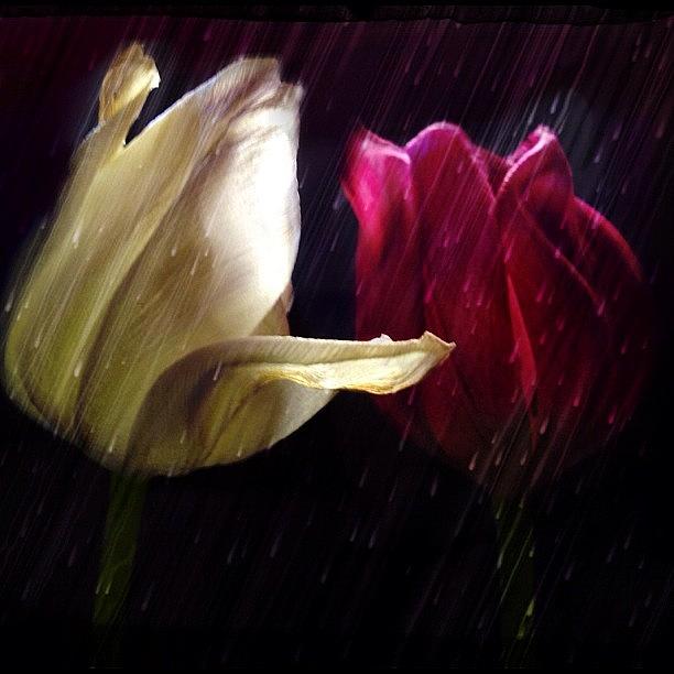 Tulip Photograph - Tulips In The Rain by Paul Cutright
