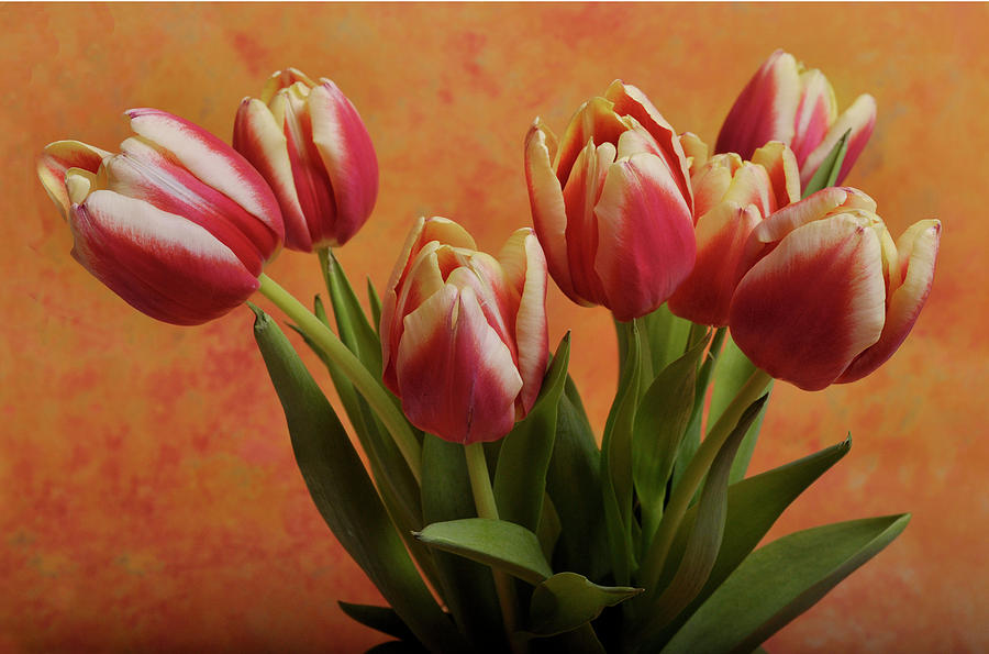 Tulips Photograph by James Bethanis