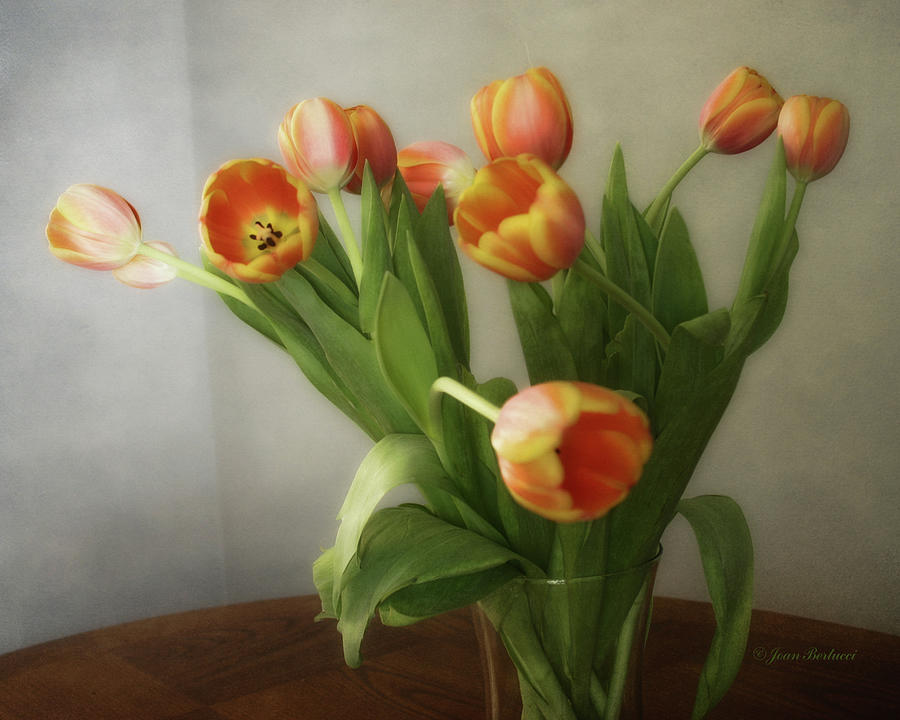 Tulips Photograph by Joan Bertucci