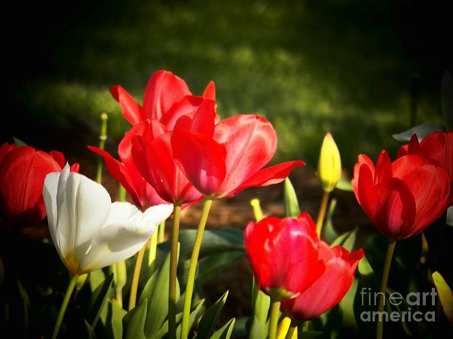 Tulips Photograph by Joyce Kimble Smith